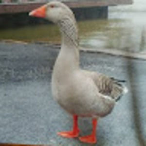 Meet your Posher, Stimm